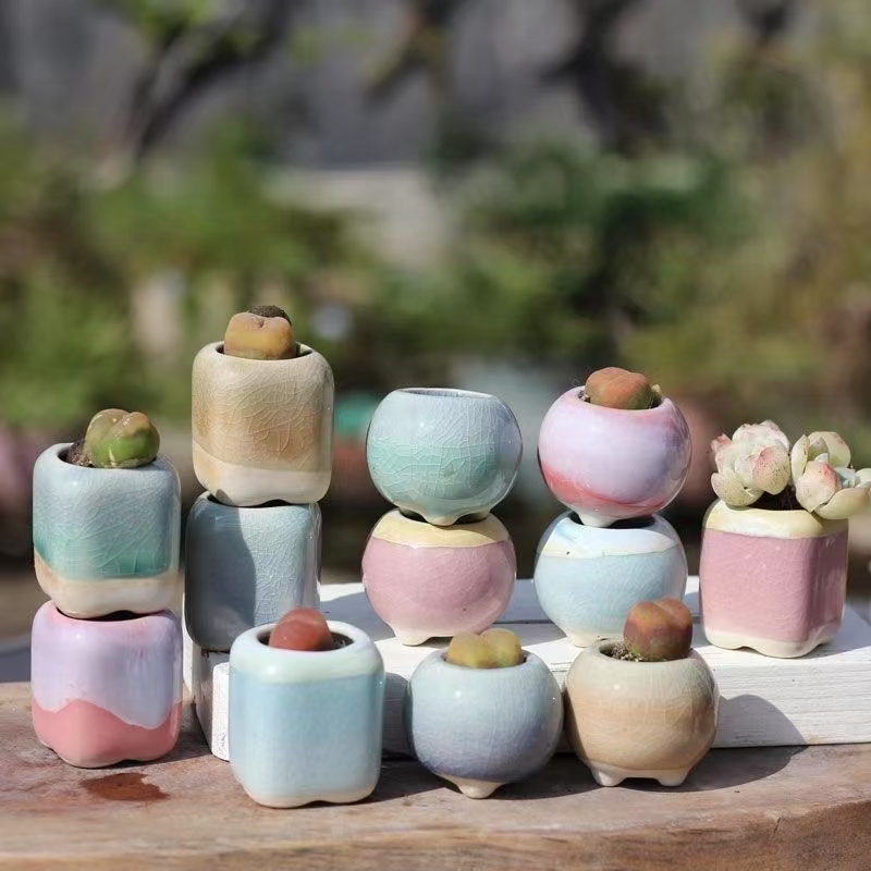 6 Adet Mini Saksı Succulents K - Plant Desk Mini incelemesi ve fiyatı